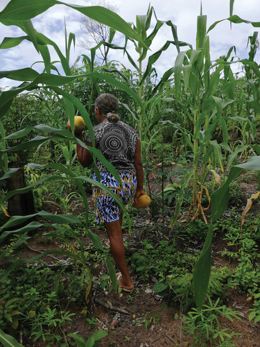 Figure 3. Cucumber harvest in a vegetable garden inside a woman’s productive backyard within a community of the Flona Tapajós-PA conservation Unit.