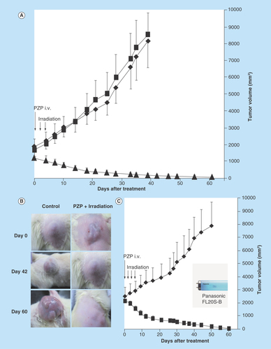 Figure 3.  Photodynamic therapy with polymeric zinc protoporphyrin of 7,12-dimethylbenz[a]anthracene-induced breast cancer in rats.When tumor diameters were 10–20 mm, PZP (20 mg/kg) was injected intravenously, followed after 24 and 48 h by light irradiation. (A) A xenon light (MAX-303; Asahi Spectra) was used at 24 and 48 h after PZP administration, with the irradiation dosage being 27 J/cm2 (90 mW/cm2 for 5 min each time). (B) Macroscopic pictures of breast tumors treated as in (A); compared with untreated control rats, in which tumors grew quickly and achieved a diameter of 25–30 mm from a palpable tumor (~10 mm in diameter) within 40 days, rats receiving this photodynamic therapy (PDT) demonstrated a significant reduction in tumor size; on day 60 after PDT, the tumor disappeared completely, whereas the control tumor (no PDT) continued to grow. (C) a blue fluorescent light (Panasonic FL20S-B) with an emission wavelength that matched the absorption band of ZnPP for excitation was used to irradiate the tumors. Rats received an intravenous injection of 20 mg/kg PZP and then 20 J/cm2 of irradiation (2.8 mW/cm2 for 60 min) at 24, 48 and 72 h after administration of PZP. Data are means ±SD; n = 5–6. See text for details.PZP: N-(2-hydroxypropyl)methacrylamide copolymer-conjugated zinc protoporphyrin.