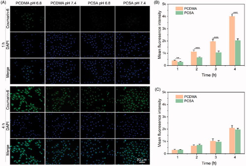 Figure 3. (A) CLSM images of A549/PTX cells after treatment with PCDMA and PCSA at pH 7.4 or 6.8. FCM results of A549/PTX cells after treatment with PCDMA and PCSA at pH 6.8 (B) or 7.4 (C). n= 6, ***p< .001.