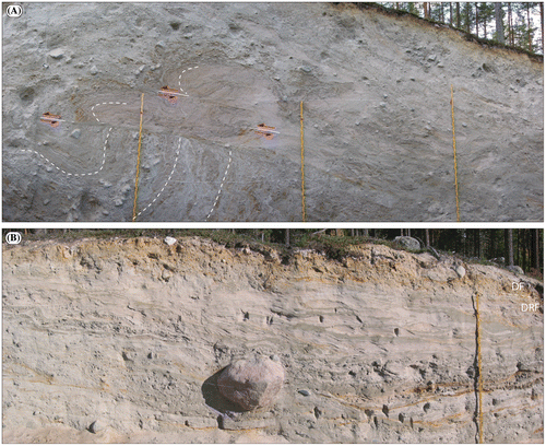 Figure 3. A. Proximal slope of a Niemisel moraine ridge at the Gunnarsbyn site (Lindén et al. Citation2008), displaying the typical architecture of the “proximal ridge element” sediment facies association; the primary sediments overprinted post-depositional glaciotectonic deformation. The lower part of the section shows interbedded silt, fine sand and gravelly sand, all folded into an isoclinal fold and cut by a major thrust plane, above which is a sequence of folded and stacked thrust sets of gravelly sand. A few bedding surfaces are enhanced by hatched white lines and thrust surfaces with red arrows. The section is perpendicular to the ridge crest, and the ice stress direction during deformation was from the NW. B. Distal part of a Niemisel moraine ridge at the site Rörån 1 (Lindén et al. Citation2008) displaying some typical “distal ridge element” sediment facies associations (DRF), sediment deposited within a lee-side cavity to the proto-ridge formed from folding and thrusting of the “proximal ridge element” sediments. The section, which is perpendicular to the ridge crest line, shows interbedded units of fine sand and silt (dominant) but also gravel beds and occasional silty diamicts, all beds with considerable lateral continuity. At the top is a massive diamict, forming the “draping element” of the ridge architecture (DF). The depositional direction was from left to right. Note the large drop boulder in the centre of the section, deposited from the cavity roof. Measuring sticks are 4-m tall.