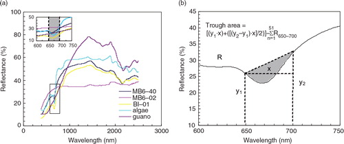 Fig. 2  Typical reflectance spectra curves of algae, guano and sediment samples, as well as the calculation method of trough area at 650–700 nm by Wolfe et al. (Citation2006). MB6-02 and MB6-40 are the sediment samples collected at depths of 1.2 and 24 cm in the MB6 profile, respectively. BI-01 is sampled at a depth of 0.5 cm in the BI profile.