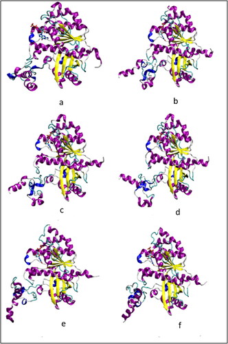 Figure 4. (a–f) Structure of the protein in the wild-type monomer simulation WT-FtsZ mono-GDP (1) at every 20 ns from t = 0 ns to t = 100 ns during MD simulation: (a) t = 0 ns, (b) t = 20 ns (c) t = 40 ns, (d) t = 60 ns, (e) t = 80 ns, (f) t = 100 ns. The frames were aligned for the backbone atoms residues 12–311.