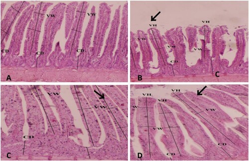Figure 1. Photograph of ilium histology of antibiotic (A), control (B), GPT-1 (C) and GPT-2 (D) broilers. The arrows indicate healthy villi normal height, width and crypt depth.