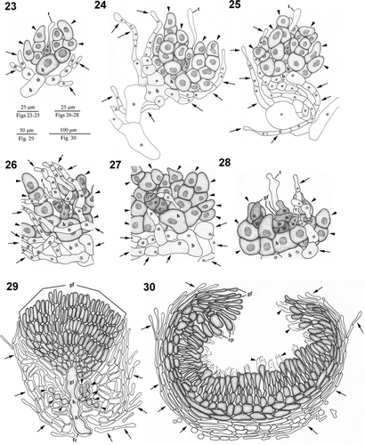 Figs 4. Dichotomaria hommersandii. Hand drawings of cystocarp development (Natal, South Africa). 23. Young carpogonial branch showing carpogonium (c) with trichogyne (t), hypogynous cell (h) producing several enlarged sterile branches (arrowheads), and basal cell (b) bearing few involucral filaments (arrows). 24. Young carpogonial branch showing carpogonium (c) with trichogyne (t), hypogynous cell (h) producing some enlarged sterile branches (arrowheads) with enlarged stained nuclei, and basal cell (b) bearing several involucral filaments (arrows). 25. Developed carpogonial branch showing carpogonium (c) with trichogyne (t), hypogynous cell (h) producing some enlarged sterile branches (arrowheads) with enlarged stained nuclei, and basal cell (b) cut off involucral filaments (arrows) surrounding both basal and hypogynous cell. 26. Post-fertilization carpogonial branch showing fertilized carpogonium (c) with trichogyne (t), gonimoblast initials (gi), enlarged sterile cells (arrowheads) with dark stained nuclei derived from hypogynous cell, and involucral filaments (arrows) originated from the basal cell. 27. Post-fertilization carpogonial branch showing fertilized carpogonium (c), gonimoblast initials (gi) cut off the first cell of the gonimoblast filament (gf), hypogynous cell (h) producing enlarged sterile cells (arrowheads) with dark stained nuclei, and basal cell (b) bearing some involucral filaments (arrows). 28. Post-fertilization carpogonial branch showing fertilized carpogonium (c) with trichogyne (t), gonimoblast initials (gi) bearing few gonimoblast filaments (gf), enlarged sterile cells (arrowheads) derived from hypogynous cell, and involucral filaments (arrows) originated from basal cell. 29.Young cystocarp showing developing gonimoblast filaments (gf) borne on a large fusion cell (fc) that incorporates gonimoblast initial (gi), hypogynous cell (h), and basal cell (b). Enlarged sterile cells (arrowheads) cut off from hypogynous cell and numerous loosely arranged involucral filaments (arrows) issued from basal cell are not involved in the fusion cellformation. 30. Cross-section through mature cystocarp showing gonimoblast filaments (gf) bearing terminal carposporangia (cp) with remaining cell walls (arrowheads), and modified involucral filaments (arrows) forming a pericarp.