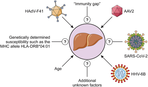 Figure 4. Cartoon showing possible factors contributing to severe acute childhood hepatitis “of unknown origin.”