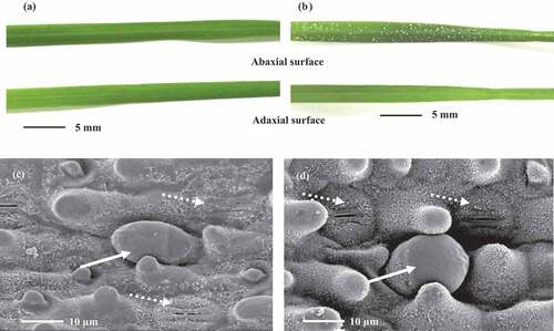 Figure 3. Secretory salt crystal (a, b) and salt gland (c, d) on the leaf of bermudagrass cultivars ‘Nanjing’ (a, c) and ‘Yangjiang’ (b, d) under 200 mM NaCl treatment. White Points in leaf surface (a, b) are secretory salt crystals. The solid arrow indicates salt gland and a dotted arrow indicates stoma in figure (c) and (d)