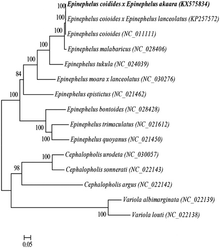 Figure 1. The ML phylogenetic tree of Perciformes species. Numbers on each node are bootstrap values of 100 replicates.