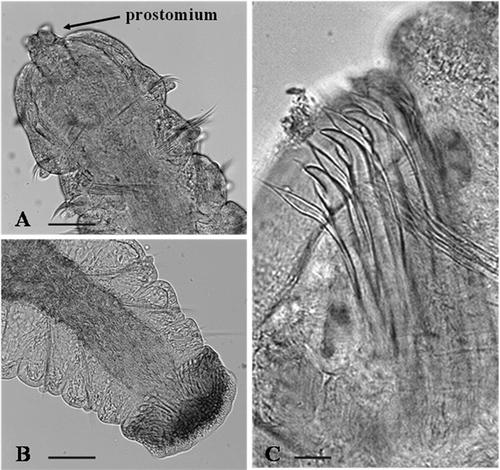 Figure 4. Adult morphology of Dipolydora cf. giardi. A, anterior end, dorsal view; B, pygidium; C, modified chaetae of segment 5. Scale bars: A, B, 50 μm. C, 30 μm.