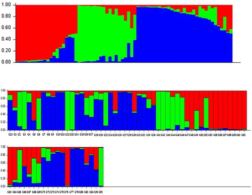 Figure 3. Genetic relatedness of 70 genotypes of oriental and semioriental tobacco with 26 simple sequence repeats (SSRs) as analyzed by the Structure program. The color of the bar indicates the three groups identified through the Structure program (Red: PD (RILs); Green: Tikolak; Blue: SPTs (Chopogh). Numbers on the y-axis indicate the membership coefficient and on the x-axis indicate the genotypes code. Genotypes with the same color belong to the same subgroup.