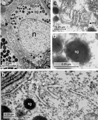 Figure 6. Electron micrographs of the D-cell of the endocrine pancreas of the splenic lobe of Lissemys turtles showing (a) an intact oval D-cell adjacent to the blood capillaries (bc), containing a large oval euchromatic nucleus (n) and moderate number of electron-dense secretory granules (sg) of various size, aggregated in small groups with a RER region. (b) Branched RER with dilated cisternae is seen. (c) Showing mitochondria (mt) with conspicuous cristae. (d) Secretory granules (sg) with wide electron-dense core and narrow electron-lucent peripheral halo are seen. Scale bars: a, 2 μm. b–d, 0.25 μm.