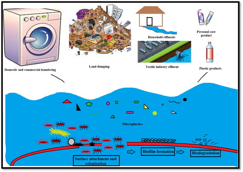 Figure 2. The lifecycle of microplastic pollutants in aquatic ecosystem: microbial attachment on plastic surface, biofilm formation and biodegradation.