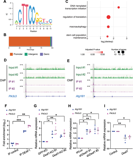 Figure 5. DEAF1 binds to promoter regions of Atg16l1 and Pik3c3 genes and suppress their transcription. (A) Consensus binding motif sequence identified from ChIP-seq data using anti-DEAF1 antibody. (B) Distribution of DEAF1 binding sites from ChIP-seq. (C) Gene ontology enrichment analysis of ChIP-seq data. (D–E) Example browser images for Pik3c3 (D) and Atg16l1 (E) from ChIP-seq in C2C12 myoblast cells using anti-DEAF1 antibody – data from two independent experiments shown. (F) DEAF1 occupancy at promoter regions of Pik3c3 and Atg16l1 genes was revealed by ChIP-qPCR. (G–I) DEAF1 suppresses Pik3c3 and Atg16l1 expression. Increased expression of Pik3c3 and Atg16l1 transcripts were observed in Deaf1-knockout cells (G) or cells expressing shDeaf1 (H), but decreased expressions occurred in cells stably expressing Deaf1 (I).