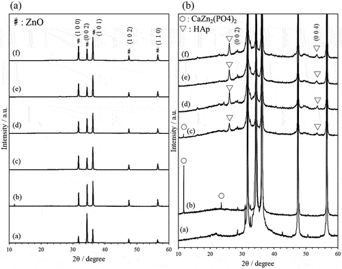 Figure 2. XRD patterns of ZnO single crystal particles (a) and composite particles prepared using (b) ZnO/APTES(n = 0), (c) ZnO/APTES(n = 0.5), (d) ZnO/APTES(n = 1.0), (e) ZnO/APTES(n = 3.0), (f) ZnO/APTES(n = 5.0) at reaction time 48 h. (B) shows the same patterns as (A) with the vertical axis expanded.