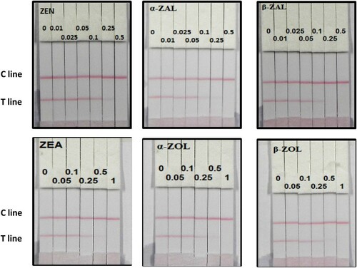 Figure 7. Colloidal gold immunochromatography assay for ZEN, α-ZAL, β-ZAL, α-ZOL, β-ZOL, and ZEA in 0.01 M PBS (pH 7.4). C line: control line; T line: test line.