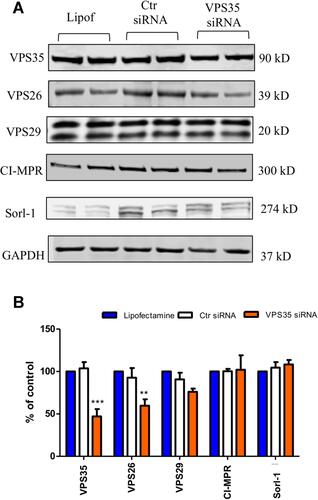 Figure 1 Downregulation of VPS35 influence on retromer complex system proteins in brain endothelial cells. The hCMEC/D3 cells were transfected with VPS35 or Ctr siRNA for 48 hours, then cell lysates were harvested for biochemistry. (A) Representative Western blot analysis for VPS35, VPS26, VPS29, CI-MPR, and Sorl-1 in cells lysates transfected with 15 nM VPS35 siRNA, Ctr siRNA, or lipofectamine (Lipof) alone. (B) Densitometric analysis of the immunoreactivity to the antibodies shown in (A) (***p < 0.001; **p < 0.01). Results are mean ± SEM (N = 2 per group, three individual experiments).