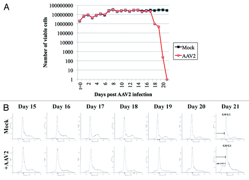 Figure 1. AAV2 infection of MD-MB-435 cells induces steady decrease in cell viability which results from virus induced cell death. (A) Viability of MDA-MB-435 breast cancer cells infected with AAV2. Synchronized MDA-MB-435 cells were infected with AAV2. Both mock and virus-infected cells were grown to 80% confluence (day 2) and passaged 1:2, followed by further growth and passaging again at a 1:2 ratio on days 5, 7, 11, 13, 17, and 20 as indicated by arrows. At each time point, cells were counted using the trypan blue exclusion method. Graph generated is representative of 3 independent experiments. (B) Apoptotic death of AAV2-infected MDA-MB-435 cells was determined using FACS analysis. On the days indicated, both mock and AAV2-infected cells were stained with propidium iodide and the histogram of the cell cycle profile was used to determine the appearance of the sub-G0-G1 fraction that progressively increased with days in culture. FACS analysis is representative of 3 independent experiments.