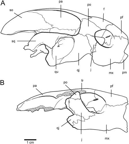 Figure 5. Skull features of Carettochelys spp., in lateral view. A, Carettochelys insculpta. B, C. niahensis.