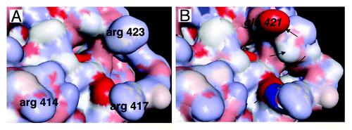 Figure 5. Detailed view of the area of STAT3 interacting with DNA and importins. (A) Detail of the area of STAT3 interacting with the DNA consensus sequence. Arginines 414 and 417 play a key role in the interaction of STAT3 with importins and nuclear translocation, arginine 423 is involved in the interaction of DNA with STAT3.Citation65 (B) The same area as in (A) is shown, the corresponding area of STAT1 has been superimposed, showing the high level of homology between STAT3 and STAT1, except for glutamic acid 421 (in italic) of STAT1 whose interaction with DNA is very different from that of arginine 423 of STAT3 (see ref. Citation65), and other differences indicated by arrows.