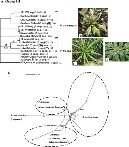 Fig. 4  (A) One of the reconstructed maximum likelihood (ML) trees of Group III, a clade of alpine/subalpine and coastal species (tree score=−976.76). Each sequence represents an individual plant. Numbers appended at the end of the sequences correspond to the individual Genbank accession numbers presented in Table 2. ML bootstrap values are displayed above branches, whereas Bayesian posterior probabilities are displayed below branches (only support values >50% are shown). (B) P. unibracteata. (C) P. triandra subsp. triandra. (D) P. triandra subsp. masoniae. Populations of P. triandra marked with * indicate populations of subsp. masoniae; all others are subsp. triandra. Pictures presented here are from plants collected from the wild that have been cultivated in the greenhouse for ~1 year. (E) Neighbour-net graph of Group III ITS sequences.