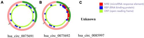 Figure 5 The basic structural patterns of the three DE-circRNAs. Structural patterns of the 3 DE-circRNAs by circRNADb (http://reprod.njmu.edu.cn/circrnadb/circRNADb.php). (A) Structure of hsa_circ_0075691. (B) Structure of hsa_circ_0075692. (C) None.