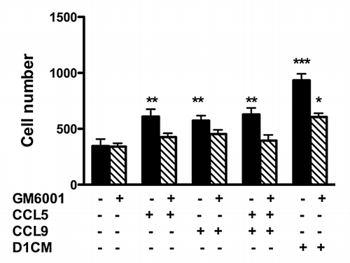 Figure 7. The increased 4T1 cell invasion promoted by CCL5 and CCL9 alone was prevented through pre-treatment with the MMP inhibitor GM6001. Briefly, 4T1 tumors cells were pre-incubated without (black bars) or with GM6001 (1 μM, hachured bars) for 30 min prior to invasion assays. Invasion assays were conducted using transwell chambers (for details see Materials and Methods section). The bottom chamber was filled with either media alone, CCL5 (12.5μM), CCL9 (12.5μM) the combination of both or DICM. The numbers of migrating 4T1 cells normalized to the surface area of the transwell membrane are presented. Data were analyzed by one-way ANOVA and differences between treatment groups tested using the Student Newman–Keuls post-hoc test. *P < 0.05, **P < 0.01, ***P < 0.001 compared with migration of 4T1 cells toward 0% FBS alone.