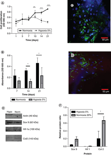 Figure 7. The effect of 5% hypoxia on the growth of human Wharton jelly’s mesenchymal stem cells implanted on a 500 μm pore size scaffold in the presence of a low glucose medium and 10% PRP induction, compared with normoxia condition.(A) Growth curve of human Wharton jelly’s mesenchymal stem cells in different oxygen concentration and (B) graph of GAGs content. (C) Confocal microscopy visualization of type II collagen expression in hWJ-MSC for 21 days under normoxia and (D) under 5% hypoxia condition. (E) Sox9, Col2, and Hif-1α expression by western blotting. (F) Relative ratio protein. Blue color indicates collagen type II collagen staining and blue color indicates DAPI staining.*p: 0.0322; **p: 0.002; ***p: 0.002; ****p: <0.0001; n: 3.hWJ-MSC: Human Wharton jelly’s mesenchymal stem cells.