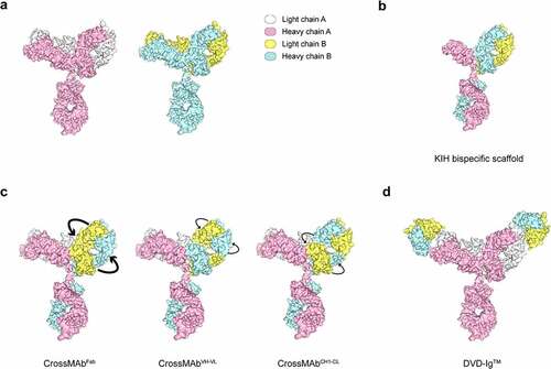 Figure 3. Structural models of bsAb formats used in SARS-CoV-2 infection.