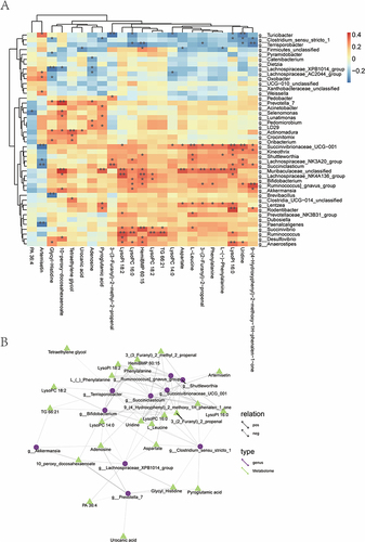 Figure 6 Correlation analysis between metabolome and microbiome. (A) A heat map of correlation analysis between metabolome and microbiome. *P < 0.05, **P < 0.01. The columns indicated microbial genera, and the rows represented differential metabolites. The darker the color, the stronger the correlation; (B) A network diagram between metabolome and microbiome. Different nodes in the diagram marked different microbiota or metabolites. The shape of microbiota is circular, and the shape of metabolites is triangular. The lines connecting the microbiota and metabolites represented correlation between them, where the solid line stood for positive correlation and the dashed line suggested negative correlation.