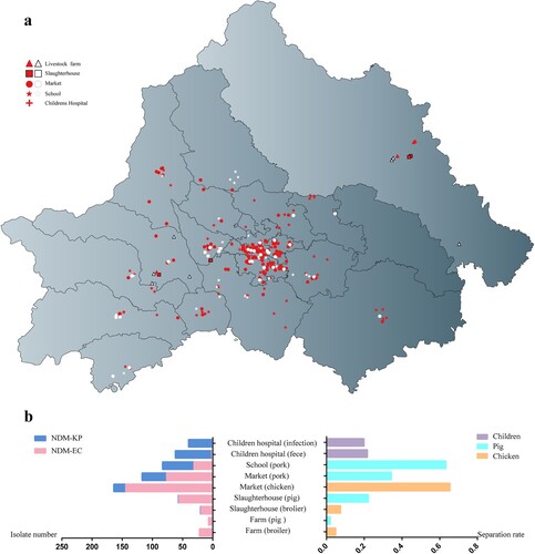 Figure 2. (a) Geographical distribution of farms, slaughterhouses, market, school and hospital collecting sample during from August 2020 to March 2021 in Chengdu, China. (b) Number of NDM-KP and NDM-EC isolates (left) and separation rate of blaNDM positive samples (right) in different procedures of food chain and children's hospital.