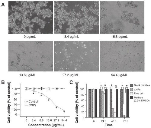 Figure 2 CNPs inhibit the proliferation of human SO-Rb 50 cells in vitro. (A) Morphological variations of SO-Rb 50 cells treated with 0–54.4 μg/mL CNPs for 48 hours (100 × magnification). Increasing the amount of CNPs decreased the number and size of SO-RB 50 cells. (B) The dose-dependent effect of CNPs on cell viability. SO-Rb 50 cells were treated with 0–54.4 μg/mL CNPs for 48 hours. The IC50 is 17.733 μg/mL when exposed to CNPs for 48 hours. (C) The time-dependent effect of CNPs on the cell viability. SO-Rb 50 cells were, respectively, treated with 27.2 μg/mL CNPs and 2 μg/mL free celastrol dissolved in 0.2% (v/v) DMSO for 0, 24, 48, and 72 hours.Notes: The medium (0.2% DMSO) and blank micelles without celastrol showed a cell viability of greater than 95%. The results are reported as the means ± standard deviation (n = 3) which were performed in triplicate. Statistical significance was based on the difference compared to control cells treated with medium (*P < 0.01, error bar, 95% CI).Abbreviations: CI, confidence interval; CNPs, celastrol nanoparticles; Cel, celastrol; DMSO, dimethyl sulfoxide.