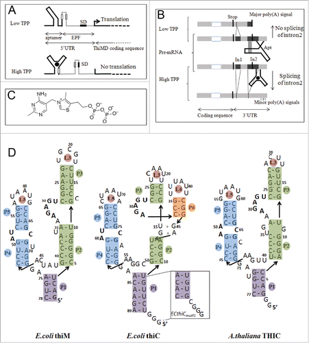 Figure 2 Organization, regulation mechanisms and secondary structures of E.coli and A.thaliana thiamine pyrophosphate riboswitches. (A) In E.coli, riboswitches are located in the 5′-UTR and control translation (thiM, shown here as an example) and/or transcription (thiC) of the downstream genes. At low TPP concentration, the aptamer (black) is not fully folded and the regulatory sequence (here the Shine-Dalgarno sequence,SD) in the expression platform (EPF, gray) is available for gene expression whereas, at higher concentration, TPP binding induces a sequestering of SD, which prevents initiation of translation see Fig. 8B for thiC. (B) In A.thaliana, the TPP riboswitch is located in the 3′-UTR of the gene THIC. At low TPP concentration, the 5′-strands of helices P4 and P5 pair within intron 2 (In2), which masks the 5′-splice site, leaves the major poly-adenylation site available and produces a short stable transcript. At higher TPP concentration, the riboswitch aptamer folds completely, which permits Intron 2 splicing and removal of the major poly(A) site thus producing a longer unstable transcript (adapted from Citation12). (C) Structure of the ditopic thiamine pyrophosphate with the pyrimidine and pyrophosphate groups interacting at different locations within the RNA (see D). (D) The sequences of the bacterial riboswitch aptamers are the wild type sequences, whereas the sequence of ATthiC is the one used for the crystallographic study.Citation51 The stem P3 is most variable in plant riboswitches and the retained shortened P3 corresponds to the conserved part.Citation12 The box labeled ECthiCmutP1 corresponds to the sequence of a P1-helix variant of ECthiC (see text). The conserved loop sequence UGAGA between P2 and P3 is the binding site for the pyrimidine moiety of the TPP and the conserved internal loop between P4 and P5 is the pyrophosphate binding site.
