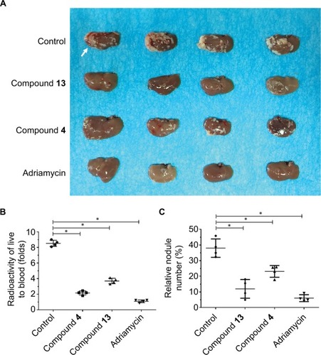 Figure 6 Compound 4 or 13 inhibited the intrahepatic growth of MDA-MB-231 cells.Notes: MDA-MD-231 cells were injected into nude mice’s liver via hepatic portal vein. Next, mice were divided into four groups: 1) solvent control group; 2) compound 4 treatment group; 3) compound 13 treatment group; 4) adriamycin treatment group. The tumor nodules formed by MHCC97-H cells in the mice’s liver were examined by MicroPET scanning. After MicroPET scanning, the liver organs in mice were harvested. Results are shown as follows: (A) tumor organs or (B) radioactivation of tumor tissue to blood or (C) relative nodule formed by MDA-MB-231 cells in the liver organ. White arrow in Figure 6 indicated the nodules formed by MDA-MB-231 cells in nude mice’s liver organ.*P<0.05.Abbreviation: PET, positron emission tomography.