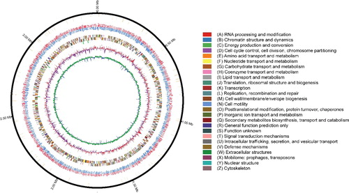 Figure 4. Circular genome map of the single chromosome of strain JXN-3, and color-coded list of Clusters of Orthologous Groups (COG) categories. Rings from inner to outer: %GC content, with GC content higher than average in green, and GC content lower than average in dark blue; GC skew [(G − C)/(G + C)], with positive in red and negative in purple; ncRNAs (tRNA plus rRNA), in green; coding sequences on the reverse strand, colored based on COG category; coding sequences on the forward strand, colored based on COG category; distribution of modified bases in the reverse strand (blue); distribution of modified bases in the forward strand (red); and genes associated with the restriction-modification system (in red).