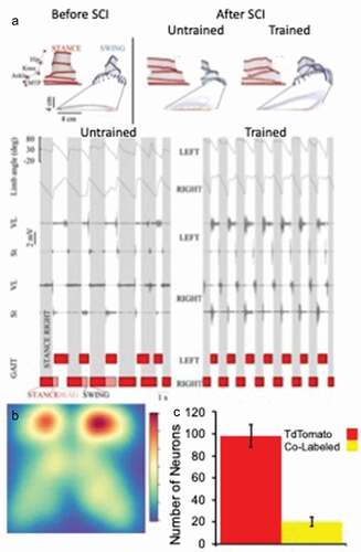 Figure 4. (a) Stick diagram decomposition of a step cycle, joint angular displacement, and EMG activity of selected hindlimb muscles during testing in a representative, Uninjured, Spinally injured nontrained and step Trained spinal rat with epidural spinal cord stimulation (40 Hz at L2) and Quipazine (0.3 mg/kg). Modified from [Citation35]. (b) The spatial distribution of the relative density of activated neurons in a cross-section of the lumbosacral spinal cord. Note the markedly greater density of active cells in the most dorsal lamina compared with the medial or ventral lamina, demonstrating the continuous input of sensory information from a TRAP mouse while resting. (c) Targeted recombination in active populations (TRAP) of mice allowed the capture of two different c-fos activation patterns in the same animal. The percentage of activated neurons that were co-labeled (c-fos+ and Td Tomato+) after performing two 30-minute bouts of stepping were quantified. About 7000 steps were taken in each bout. These data are consistent with a probabilistic-like phenomenon that can recruit many combinations of neural populations (synapses) when repetitively generating many step cycles. Only about 20% of the neurons activated from the first bout of stepping were also activated by the second bout (adapted from [Citation37].