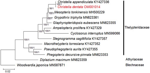 Figure 3. Phylogenetic analysis based on concatenated 82 shared unique CDS in the plastid genome of 13 species of Thelypteridaceae. Diplazium maximum (Athyriaceae; GenBank accession number: MN623359) and Woodwardia japonica (Blechnaceae; GenBank accession number: MN587871) are included as outgroups (Wei et al. Citation2017; Liu et al. Citation2020; Ramekar, Choi, Kwak, et al. Citation2020). Values of bootstrap support and posterior probability for each branch nodes are as indicated.