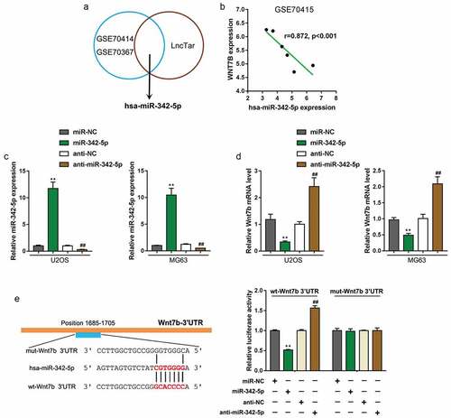 Figure 2. miR-342-5p binds to the 3′-UTR of Wnt7b to inhibit its expression