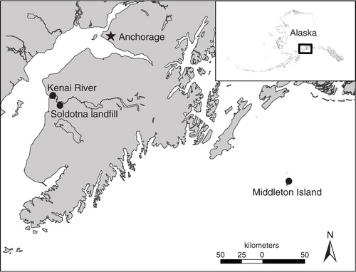 Fig. 1 Map depicting sampling locations for large-bodied gulls (circles) in Southcentral Alaska. The approximate location of Anchorage, the most populous city in Alaska, is indicated with a star.