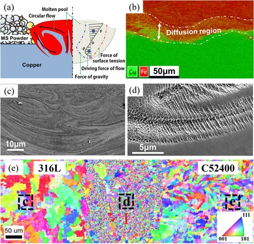 Figure 6. Unique microstructure characteristics of multi-material structures along the build direction: (a-d) grade 300 maraging steel/T2 copper (Tan et al. Citation2018), and (e) 316L/C52400 copper (Bai et al. Citation2020).