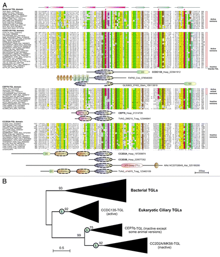 Figure 1A and B. (A) Multiple sequence alignment of the core region of TGL domains from bacterial and eukaryotic ciliary proteins. The catalytic triad residues (C/S, H, E/D) are labeled with number sign (#) and highlighted in red background. Secondary structures are shown with α-helices in pink and β-strands in light blue. Domain architectures of each ciliary TGL domains are shown below the alignment. Proteins are denoted by their gene name, species abbreviations and GI (GenBank Index) numbers separated by underscores. For species abbreviations, refer to the Materials and Methods section. (B) Divergent evolution of ciliary TGL domains prior to LECA. Capital L in the circle indicates the presence of the domain in the LECA. The tree was reconstructed using an approximately maximum-likelihood method implemented in the FastTree 2.1 program under default parameters. Bootstrap values are shown at each node.