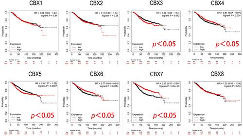 Figure 5 Prognostic evaluation of CBXs mRNA expression in BC patients (Kaplan-Meier plotter). High expression of CBX3/5 mRNA was significantly correlated with short OS, and high expression of CBX4/6 and CBX7 were significantly associated with long OS in BC patients.
