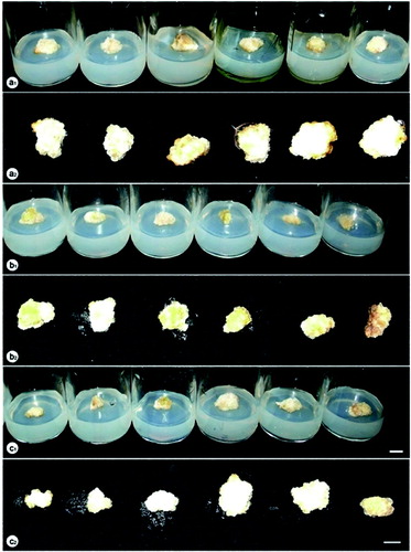 Figure 1. Callus proliferation under different lighting conditions after 12 weeks of culture. a1, a2: fluorescent lamp, 3U compact fluorescent lamp, white LED, darkness, green LED, yellow LED (from left to right); b1, b2: blue LED, red LED combined with blue LED at the ratios of 10:90, 20:80, 30:70, 40:60 and 50:50 (from left to right); c1, c2: red LED, red LED combined with blue LED at the ratios of 90:10, 80:20, 70:30, 60:40 and 50:50 (from left to right).