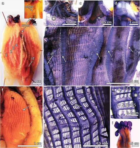 Figure 3. (a) Dissected specimen of S. clava showing the branchial sac with four folds per side, the oral siphon (os) and the atrial one (as), the stomach (st) and the anus opening (anus), with magnification of the anus (anus); (b) oral siphon with long thick oral tentacles (te) and smooth prebranchial area (asterisk); (c) atrial siphon without tentacles (arrow); (d) dorsal tubercle spiral-shaped; (e) branchial sac showing four folds from the dorsal lamina (dl), and 12 to 44 longitudinal vessels on the 4 branchial folds and from 4 to 20 in the interspace; (f) stomach with about 20 folds per side (arrow); (g) branchial sac with transverse vessels of two different size (asterisk points out a thicker one) (h); branchial mesh with about 5–6 stigmata, the asterisk points out the longitudinal vessel; (i) lobed anus.