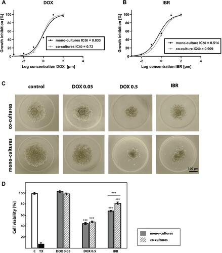 Figure 4 Anti-cancer drug treatment of B-NHL hybrid spheroids. Growth inhibition and corresponding IC50 values of DOX (A) and IBR (B) in mono-cultured and co-cultured Ri-1 spheroids as determinated by alamarBlue assay. Mono-cultured and co-cultured spheroids were treated with the range of drug concentrations. Data points represent average of n=3 experiments with eight technical replicates per DOX and IBR concentrations. (C) Light microscope images of Ri-1 cell line untreated and treated with DOX and IBR at day 3 after treatment. (D) Cell viability of mono-cultured and co-cultured Ri-1 spheroids under the anti-cancer treatment assessed by the use of the alamarBlue assay. Data were reported as the percentage of cell viability normalized to untreated control spheroids. Spheroids of the positive control for cytotoxicity were treated with 0.1% Triton-x-100 (TX). ***P<0.001; compared to control. ***P<0.001 underline; mono-culture versus co-culture.