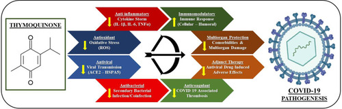 Figure 2 Multitargeted protective effects of thymoquinone against COVID-19 pathogenesis.
