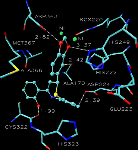 Figure 2.  Compound 4 into the active site of urease. The lignad is represented as a ball and stick model.