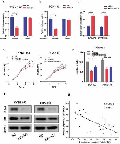 Figure 3. circHIPK3 interacts with miR-124 to meditate ESCC cells proliferation and migration. (a-b) Luciferase report analysis of ESCC cells co-transfected with miR-124 or control and circHIPK3 WT or circHIPK3 MUT. (c) RT-qPCR was used to measure miR-124 expression in ESCC cells with shCtrl or circHIPK3 knockdown. (d) CCK-8 analysis of ESCC cell proliferation after co-transfection with NC-mimics, miR-124, or circHIPK3 as indicated. (e) Transwell analysis of ESCC cell migration after co-transfection with NC-mimics, miR-124, or circHIPK3 as indicated. (f) WB exhibited the protein levels of E-cadherin and Vimentin in ESCC cells transfected with NC-mimics or miR-124. (g) A negative correlation between circHIPK3 and miR-124 in ESCC tissues. (** P < 0.01, Student’s t-test.).