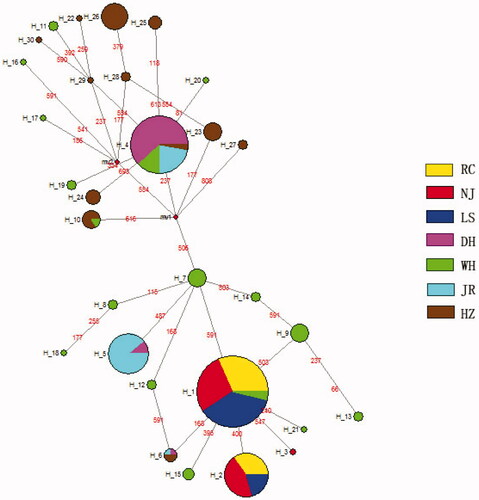 Figure 3. Haplotypes network of two color morphs C. argus.