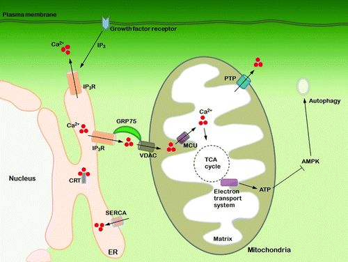 Figure 1.  Metabolic communication between the endoplasmic reticulum (ER) and mitochondria via Ca2 +. Ligand binds to growth factor receptor on the plasma membrane. The receptor generates an InsP3 signaling molecule, which binds to the InsP3R in the membrane of the ER. Ca2 + in the ER is released through the InsP3R to form high [Ca2 +] microdomains located between the ER and mitochondria. Ca2 + from the microdomains is translocated by VDAC in the outer membrane of the mitochondria. Subsequently, Ca2 + is translocated by the MCU located in the inner membrane of mitochondria. Ca2 + found in the matrix promotes the TCA cycle and ATP is generated by the electron transport cascade. Reduction of ATP production due to limited Ca2 + efflux from the ER activates AMP-activated protein kinase (AMPK), which in turn stimulates autophagy by the cell. Thus, Ca2 + in the mitochondria originates from the ER and regulates cellular metabolism.