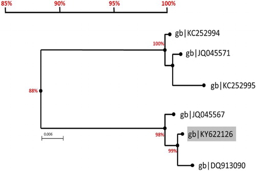 Figure 4. Phylogenic tree of related date palm phytoplasma in Saudi Arabia. The sequenced nPCR product, submitted to genebank (KY622126) was blasted against all available sequences through the online “blastn” tool on http://ncbi.nlm.gov website for identification. The sequence is aligned with the five reported phytoplasma sequences found in Saudi Arabia. Acholeplasma palmae was used as the outgroups to root the phylogenetic tree. The current 16S rDNA sequence (KY622126) is 98 and 99% similar to 16SrI group found in the eastern provenance and 88% similar to the 16SrII date palm phytoplasmas found in Alkharj, Rhiyadh and Qassim regions.