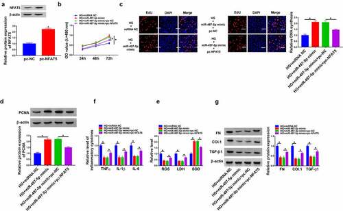 Figure 6. MiR-497-5p alleviated HG-induced injury in HK-2 cells through regulating NFAT5 expression. (a) NFAT5 protein expression was detected using Western blot. (b–i) HK-2 cells were treated with HG + miR-497-5p mimic, HG + miRNA NC, HG + miR-497-5p mimic + pc-NC, or HG + miR-497-5p mimic + pc-NFAT5. (b-d) CCK-8 (b), EdU (c) and Western blot analysis (d) were performed to evaluate cell proliferation. (e) The level of TNF-α, IL-1β and IL-6 was assessed by ELISA assay. (f) The measurement of ROS generation, LDH and SOD activity via the corresponding kits. (g) The protein expression of FN, Col. I and TGF-β1 was determined by Western blot. *P < 0.05